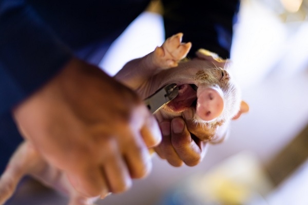 Piglet teeth clipping.jpg